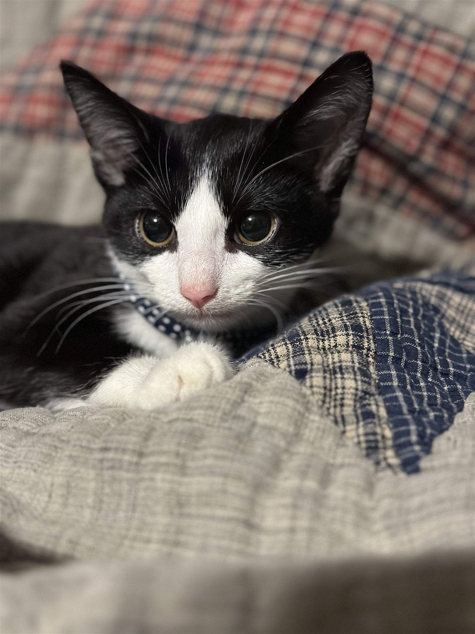 adoptable Cat in Ashville, OH named Gin (Kitty Game Crew)