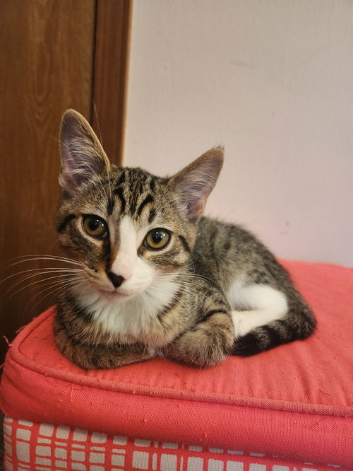 Oscar (Maine Crew)