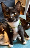 Checkers (Kitty Game Crew)