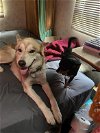 adoptable Dog in ashville, OH named Hutch