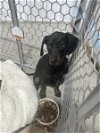 adoptable Dog in ashville, OH named Dobie Duo: Ryder