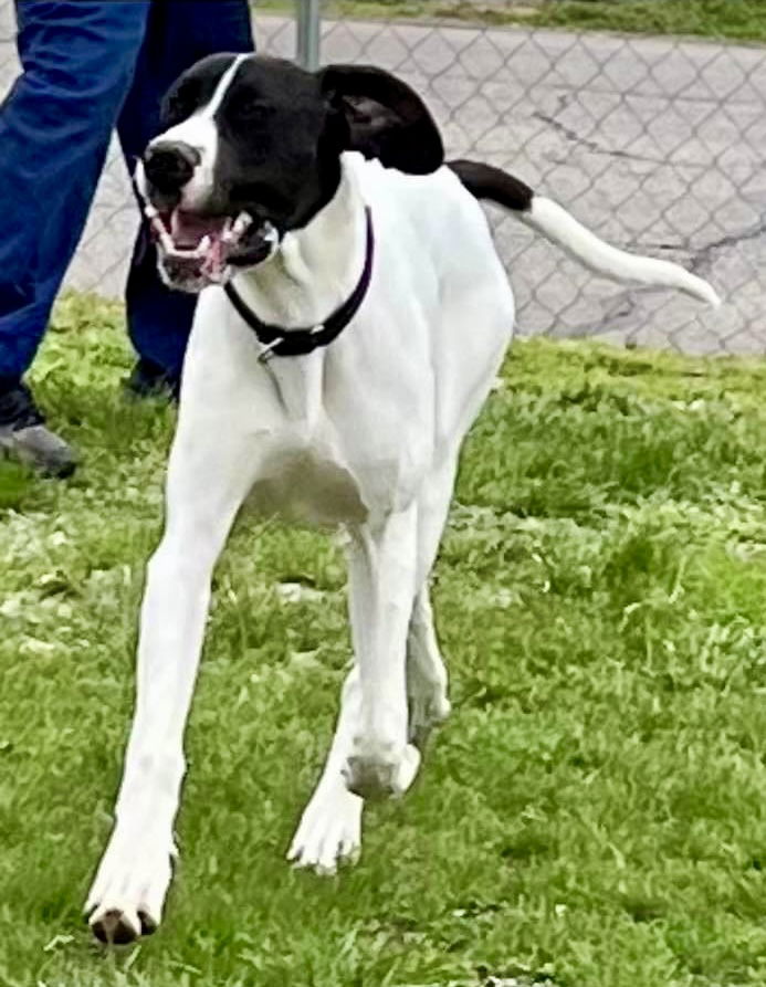 adoptable Dog in Ashville, OH named Planet Pooches - Jupiter