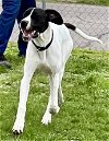 adoptable Dog in ashville, OH named Planet Pooches - Jupiter