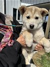 adoptable Dog in  named Husky Pups - Bluey