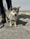 Husky Pups - Muffin