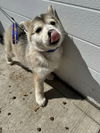 Husky Pups - Muffin