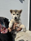 Husky Pups - Muffin