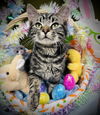 Huck (Kitty)