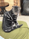 Huck (Kitty)