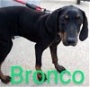 adoptable Dog in  named Dobie Duo: Bronco