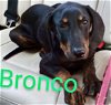adoptable Dog in ashville, OH named Dobie Duo: Bronco