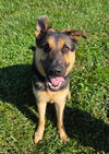 adoptable Dog in ashville, OH named Archer