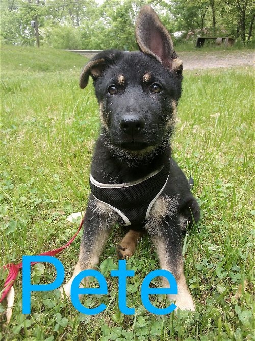 Cincinnati Reds Pups - Pete