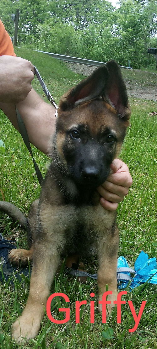 Cincinnati Reds Pups - Griffey