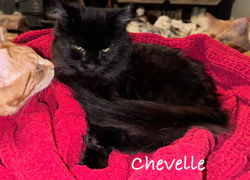 Chevelle (Kitty)