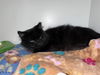 Chevelle (Kitty)