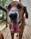 adoptable Dog in ashville, OH named Cybo