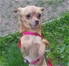 adoptable Dog in  named Bitties - Chella