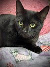 adoptable Cat in ashville, OH named Sterling (Black Kitty)
