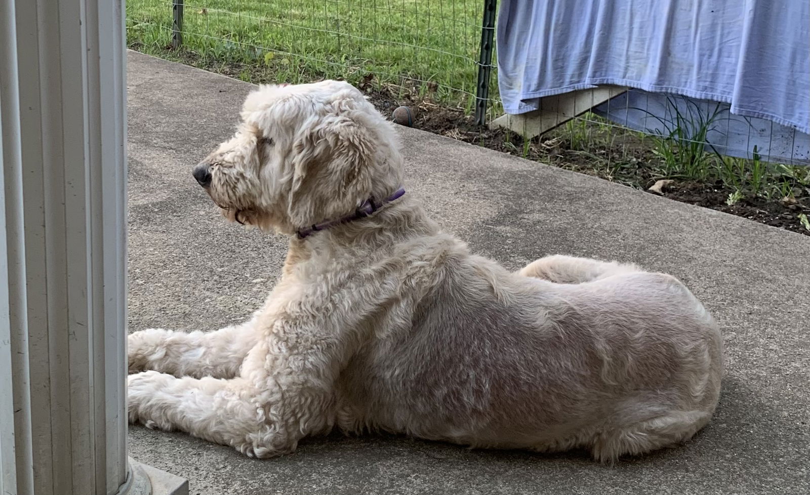 Dog for Adoption - Lucy Lemon Doodle, a Golden Retriever in Delaware ...