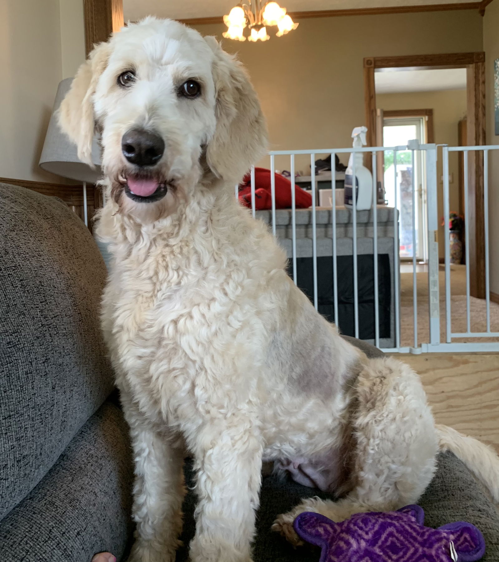 Dog for Adoption - Lucy Lemon Doodle, a Golden Retriever in Frankfort ...