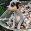 Scientist Pups - Einstein