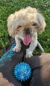 Chewbacca
