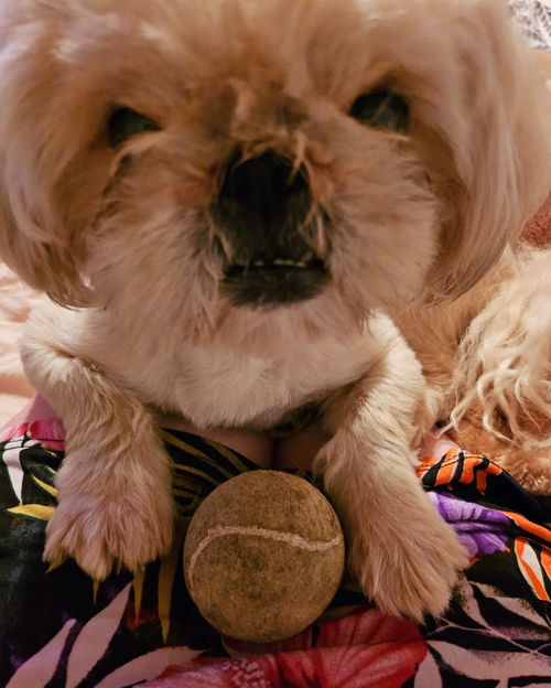 Chewbacca