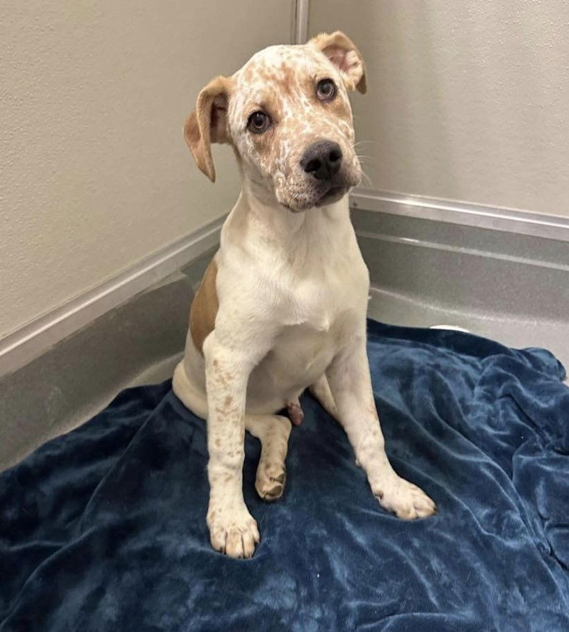 adoptable Dog in Ashville, OH named Freckles Frederick