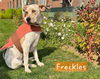 adoptable Dog in Ashville, OH named Freckles Frederick