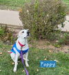 adoptable Dog in Ashville, OH named Poppy June