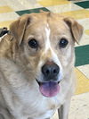 adoptable Dog in Ashville, OH named Milo Man