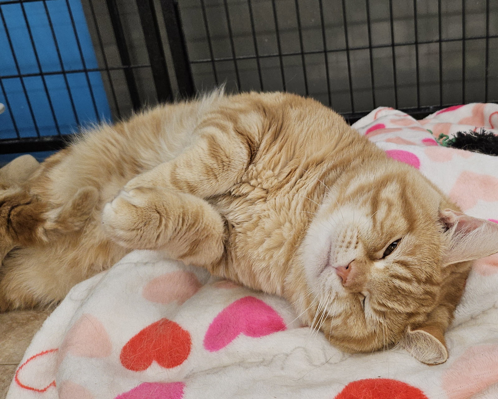 Cats for Adoption in Lancaster, Ohio Alpha Paw