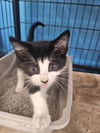 Charlie (Kitty)