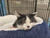 Chappell (Kitty)