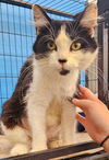 Chappell (Kitty)