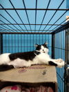 Chappell (Kitty)