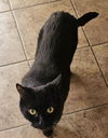 adoptable Cat in Ashville, OH named Xerox (Kitty)