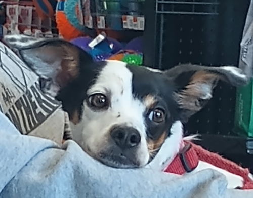 picture of the dog needing adoption