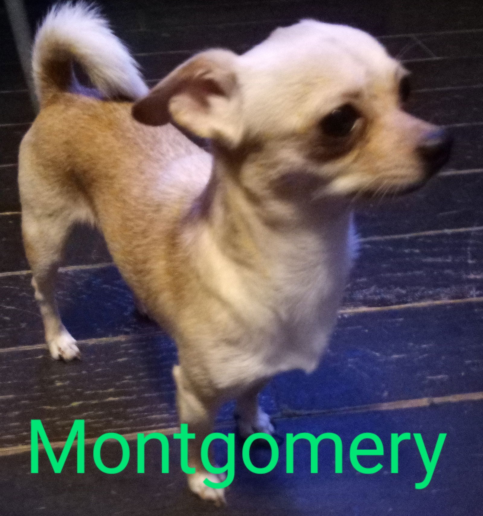 adoptable Dog in Ashville, OH named Montgomery