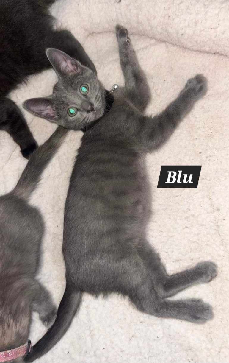 adoptable Cat in Lancaster, OH named Blu (Kitty)