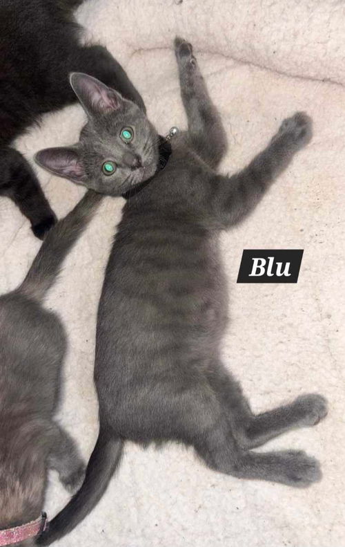 Blu (Kitty)