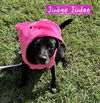 adoptable Dog in Ashville, OH named Judee