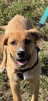 adoptable Dog in Ashville, OH named La La Ladies ~ Shayla