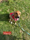 adoptable Dog in Ashville, OH named La La Ladies ~ Shayla