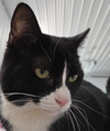 adoptable Cat in Lancaster, CA named Raven (Kitty)