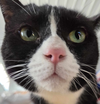 Raven (Kitty)
