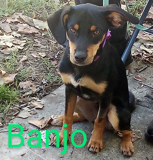 Banjo