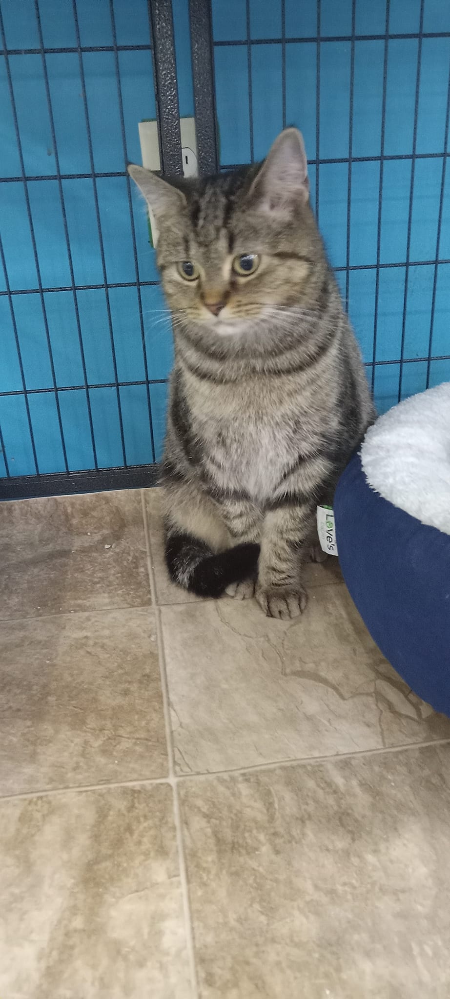 adoptable Cat in Lancaster, OH named Zoey (Kitty)