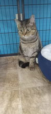 adoptable Cat in Lancaster, CA named Zoey (Kitty)